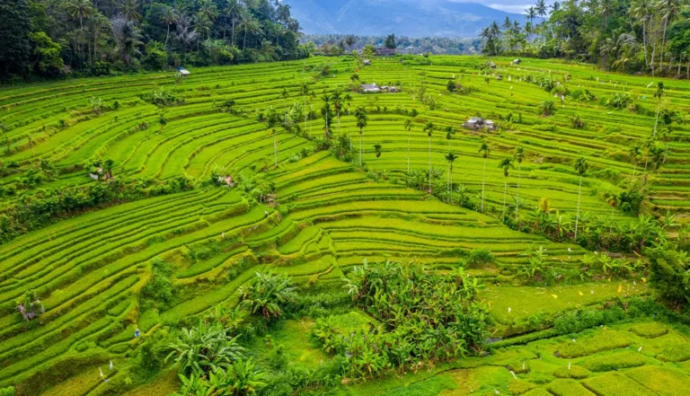 Bali-Ubud-Tegallalang Rice Terraces-img