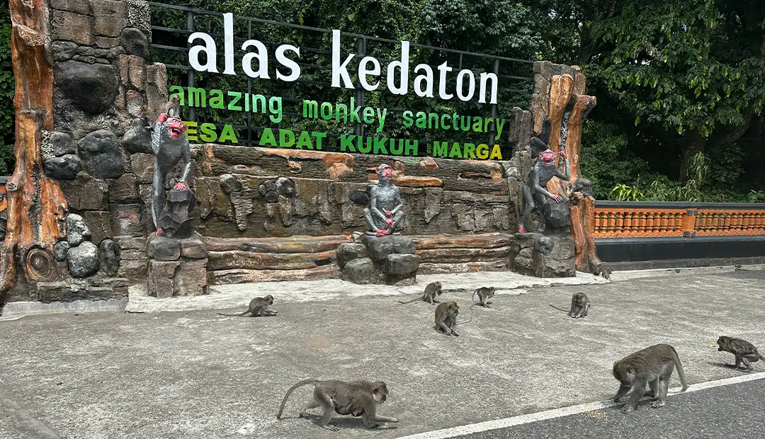 Alas Kedaton Monkey Forest-Bali-Img