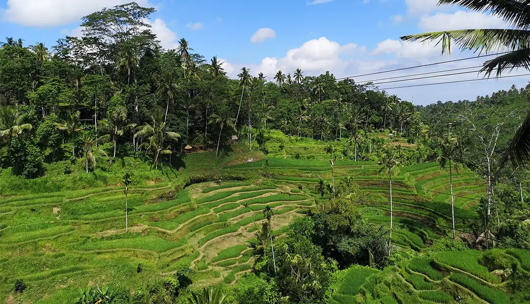 Tegallalang Rice Terrace-Bali-Img-2