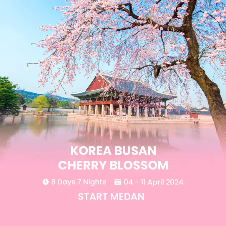 Tour Korea Busan Cherry Blossom 04 April 2024-HmImg