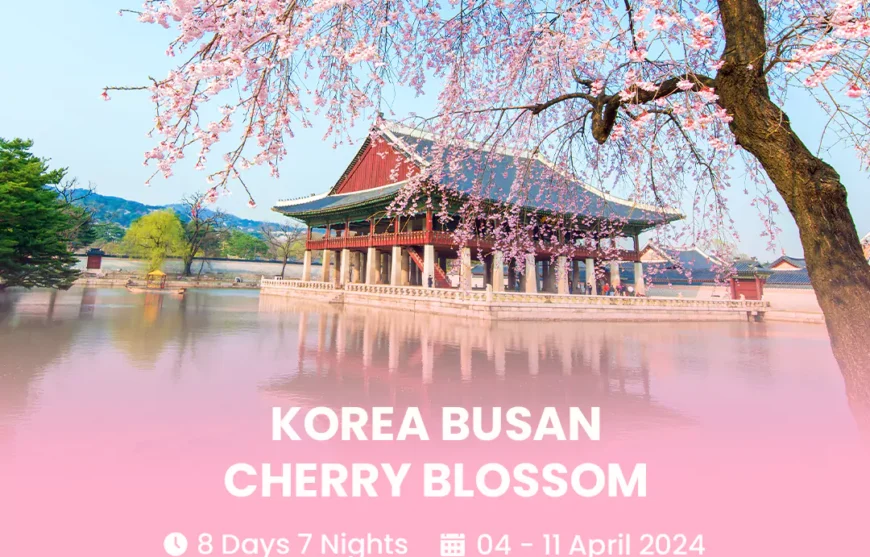 Tour Korea Busan Cherry Blossom 04 April 2024-HmImg
