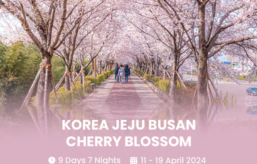 Tour Korea Jeju Busan Cherry Blossom 11 April 2024-HmImg