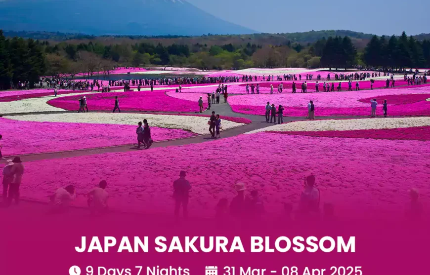 Tour Japan Sakura Blossom 31 March 2025-HmImg