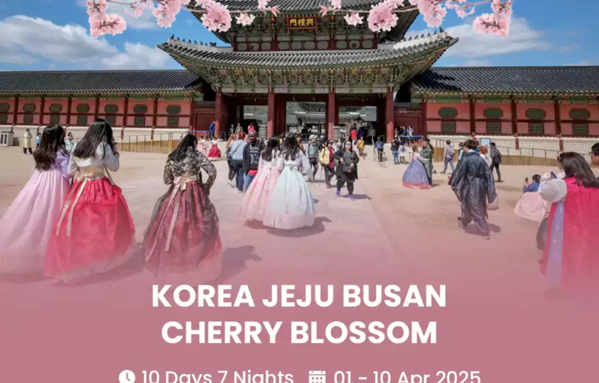 Tour Korea Jeju Busan Cherry Blossom 01 April 2025-HmImg