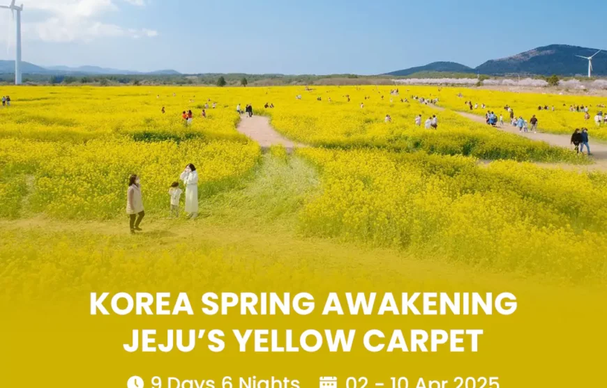 Tour Korea Spring Awakening Jeju’s Yellow Carpet