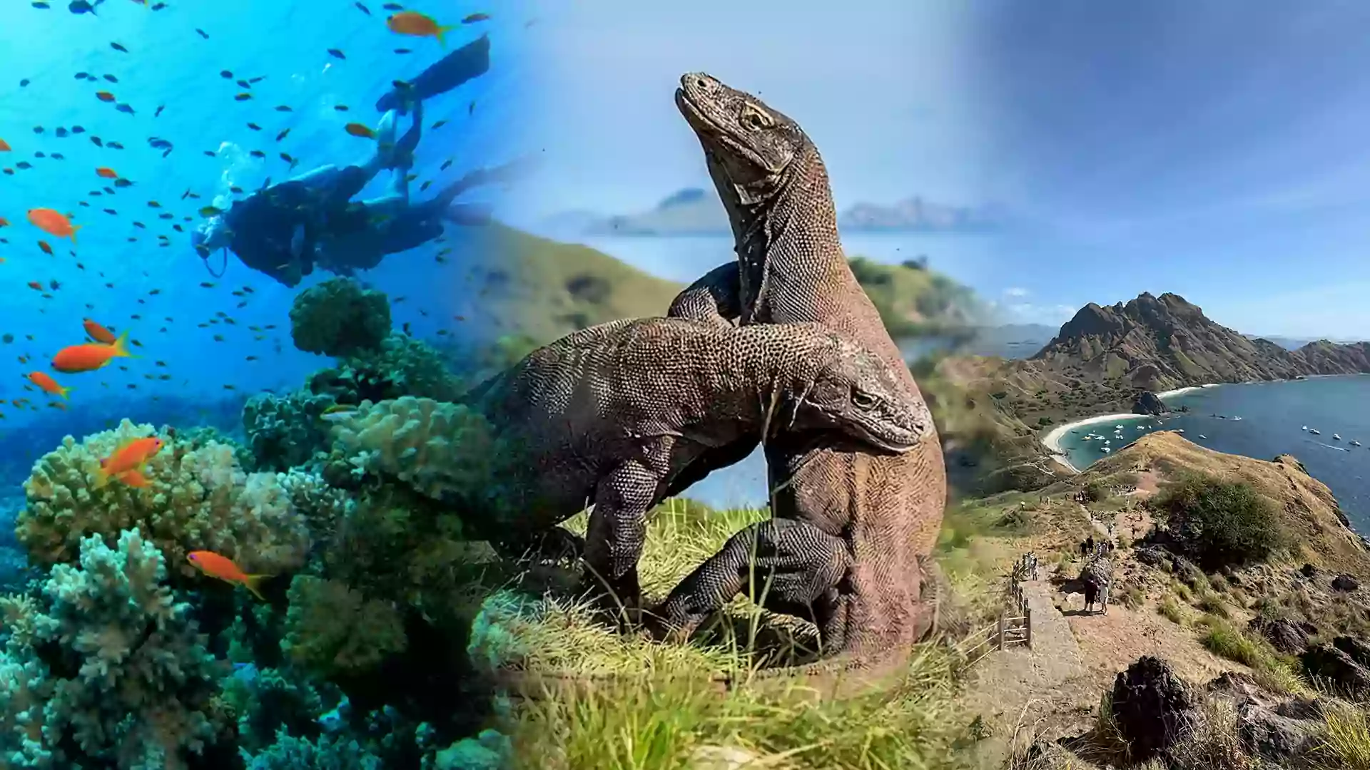 Gabungan gambar destinasi labuan bajo. Snorkeling, dua komodo di taman nasional komodo, dan pulau padar.