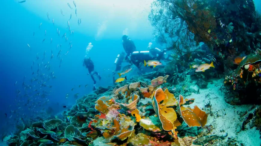 Menyelam di Raja Ampat menampilkan terumbu karang warna-warni dan ikan tropis yang beragam.