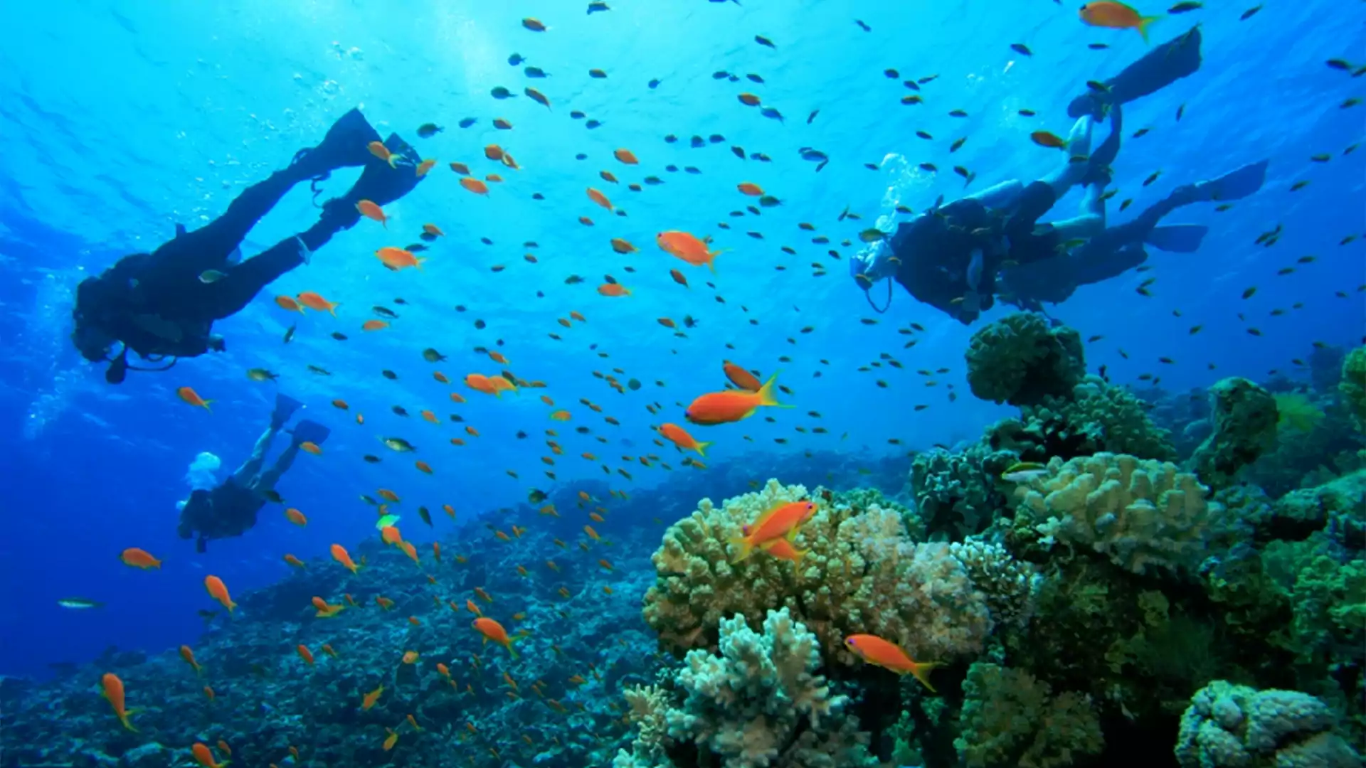 Serunya snorkeling bersama ikan-ikan di bawah laut yang dingin dan adem.