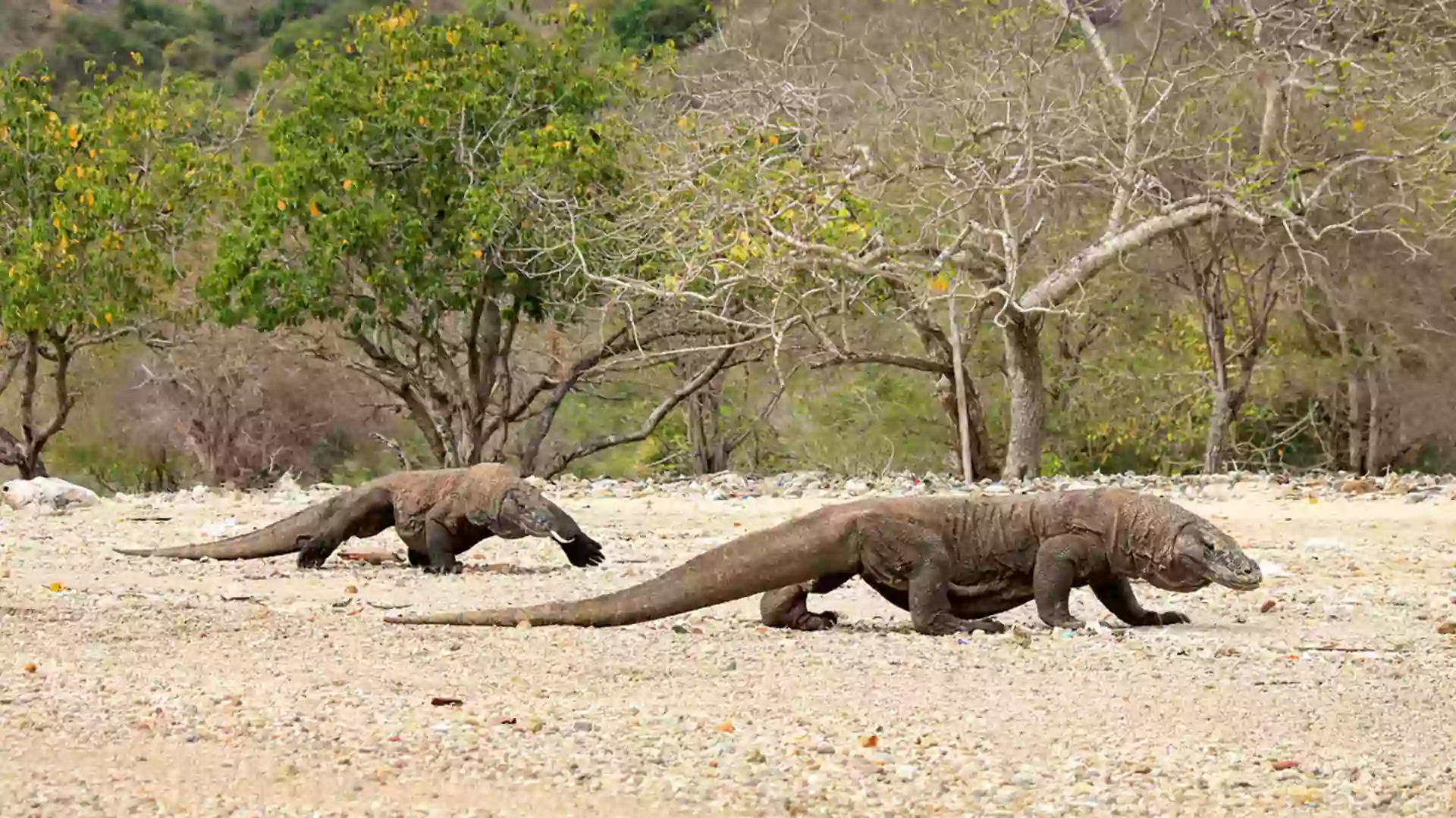 Komodo raksasa di Destinasi Wisata Labuan Bajo, spot Wisata Komodo Labuan Bajo ikonik.