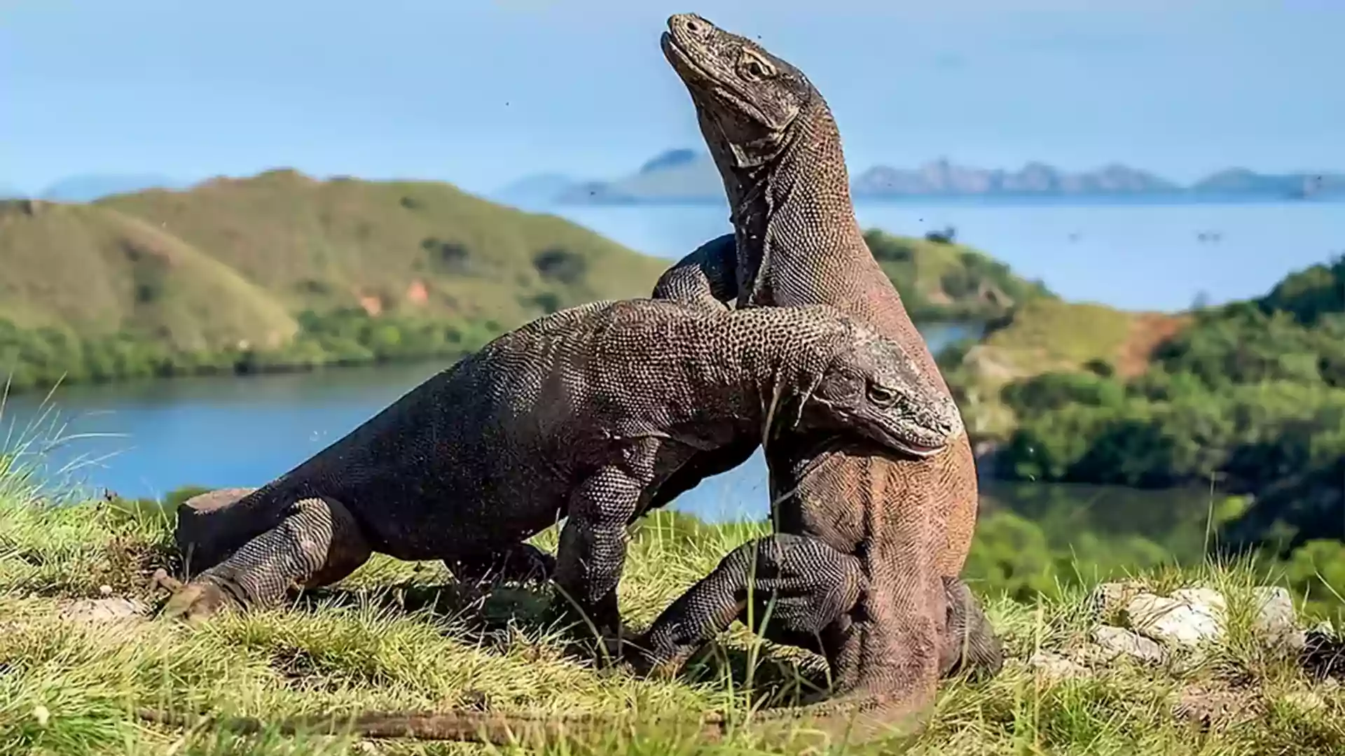 Salah satu wisata labuan bajo yang terkenal Taman Nasional Komodo. Dua komodo yang sedang beradu kekuatan.