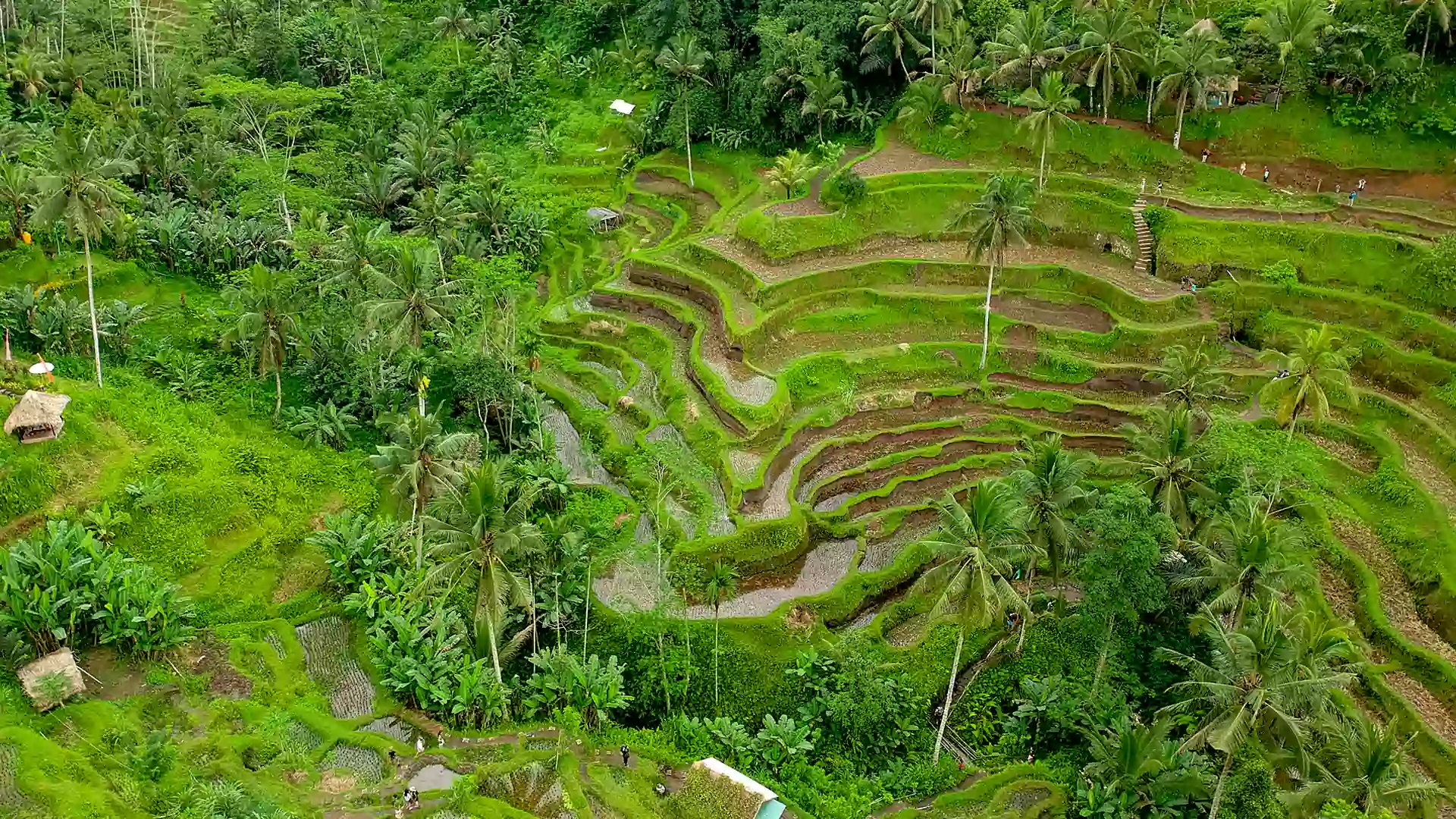 Hamparan sawah <yoastmark class=