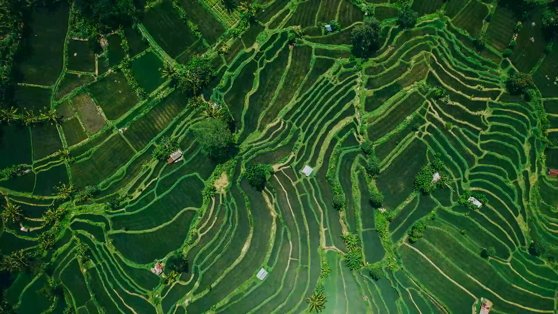 Desa Sidemen - Desa hijau dengan hamparan sawah terasering dan suasana kehidupan Bali yang masih autentik.