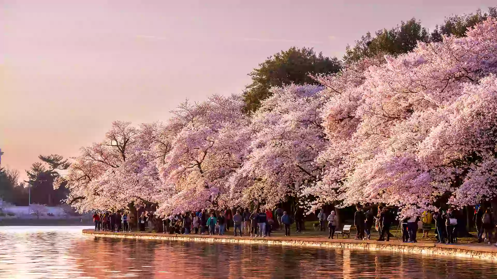 Orang-orang sedang menikmati indahnya Sakura saat Musim Semi di Jepang