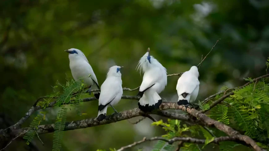 Burung Jalak Bali putih langka di cabang pohon, ikon konservasi dan daya tarik utama wisata taman nasional Bali.