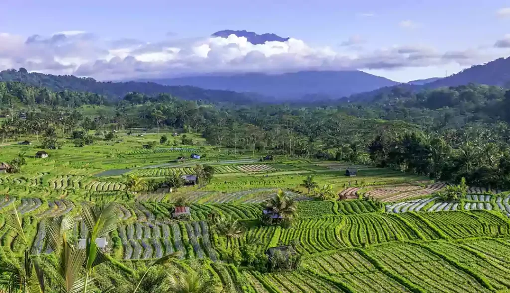 Bali Tour Package-Sidemen Rice Terrace-5 Days 4 Nights